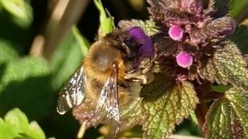 Anthophora sp.